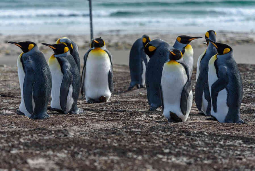 Pingüino Rey - islas Falkland o Malvinas 09.jpg